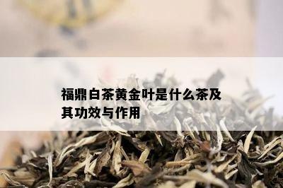 福鼎白茶黄金叶是什么茶及其功效与作用