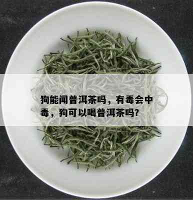 狗能闻普洱茶吗，有会中，狗可以喝普洱茶吗？