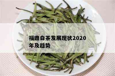 福鼎白茶发展现状2020年及趋势