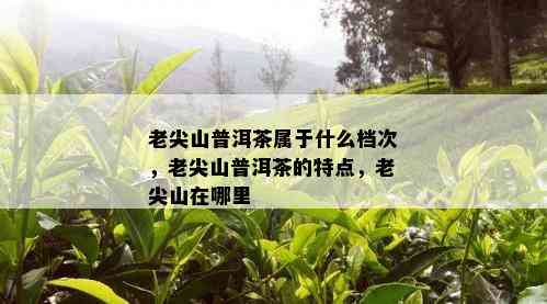 老尖山普洱茶属于什么档次，老尖山普洱茶的特点，老尖山在哪里