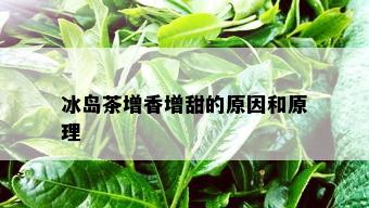 冰岛茶增香增甜的原因和原理