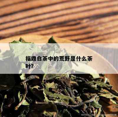 福鼎白茶中的荒野是什么茶叶？