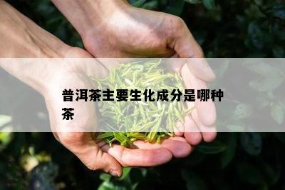 普洱茶主要生化成分是哪种茶