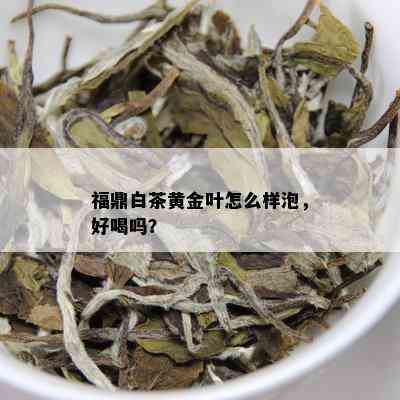 福鼎白茶黄金叶怎么样泡，好喝吗？