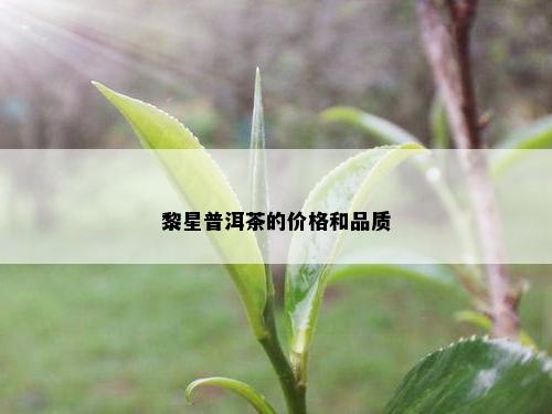 黎星普洱茶的价格和品质