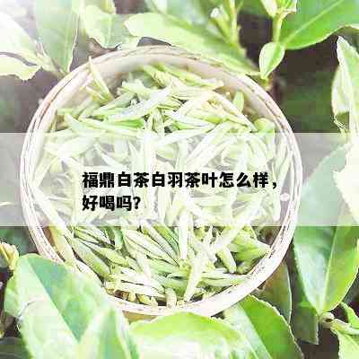 福鼎白茶白羽茶叶怎么样，好喝吗？