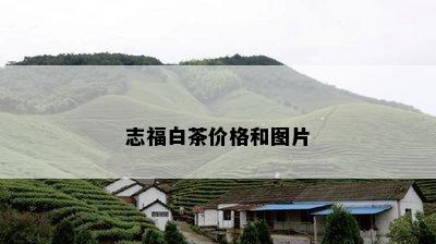 志福白茶价格和图片