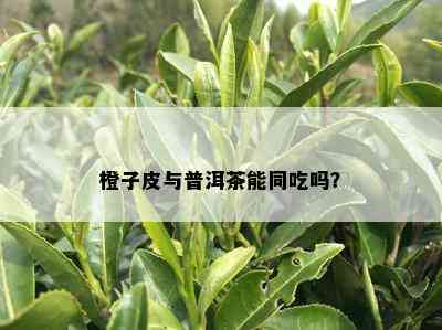 橙子皮与普洱茶能同吃吗？