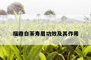 福鼎白茶寿眉功效及其作用