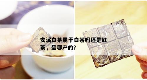 安溪白茶属于白茶吗还是红茶，是哪产的？