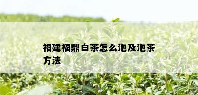 福建福鼎白茶怎么泡及泡茶方法