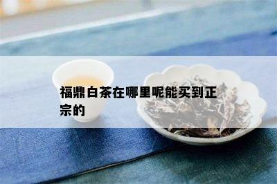 福鼎白茶在哪里呢能买到正宗的