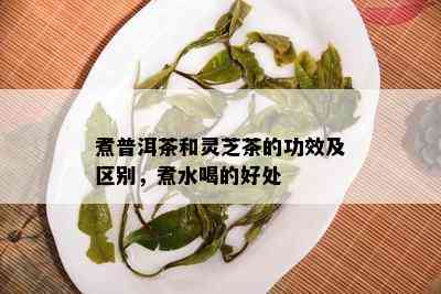 煮普洱茶和灵芝茶的功效及区别，煮水喝的好处