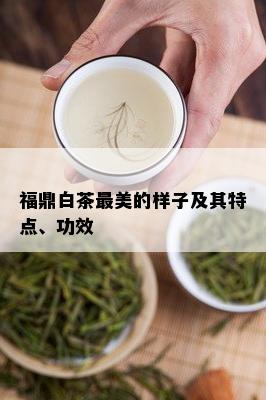 福鼎白茶最美的样子及其特点、功效