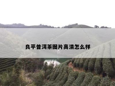 良平普洱茶图片高清怎么样