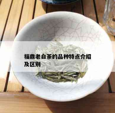 福鼎老白茶的品种特点介绍及区别