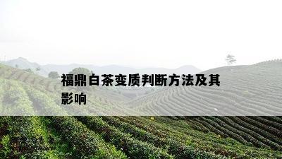 福鼎白茶变质判断方法及其影响