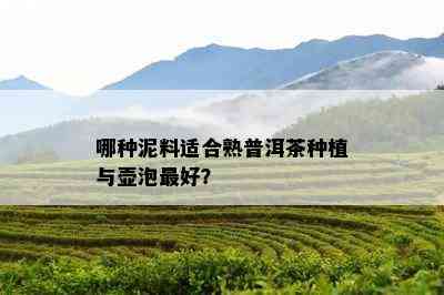 哪种泥料适合熟普洱茶种植与壶泡更好？