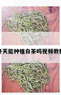 冬天能种植白茶吗视频教程