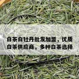 白茶白牡丹批发加盟，优质白茶供应商，多种白茶选择