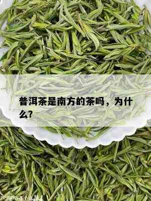 普洱茶是南方的茶吗，为什么？