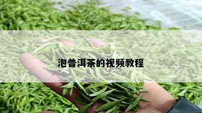 泡普洱茶的视频教程