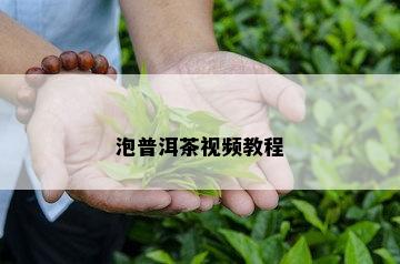 泡普洱茶视频教程