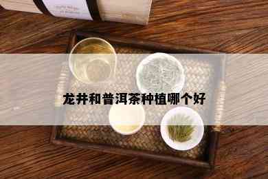 龙井和普洱茶种植哪个好