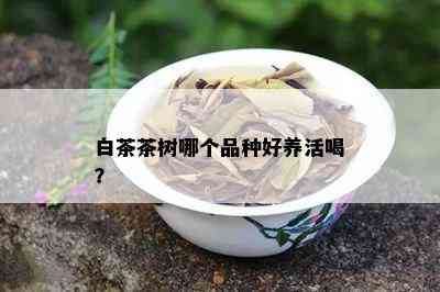 白茶茶树哪个品种好养活喝？