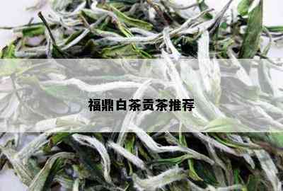 福鼎白茶贡茶推荐