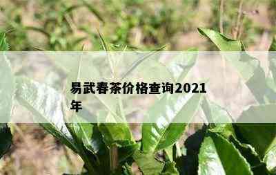 易武春茶价格查询2021年