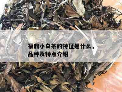 福鼎小白茶的特征是什么，品种及特点介绍