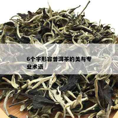 6个字形容普洱茶的美与专业术语