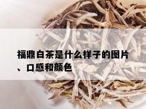 福鼎白茶是什么样子的图片、口感和颜色