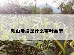 观山寿眉是什么茶叶类型