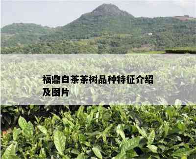 福鼎白茶茶树品种特征介绍及图片