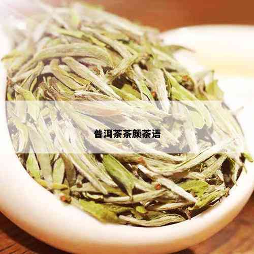 普洱茶茶颜茶语