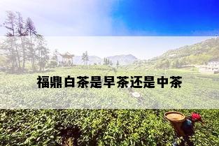 福鼎白茶是早茶还是中茶