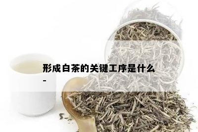 形成白茶的关键工序是什么-