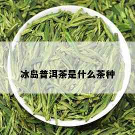 冰岛普洱茶是什么茶种