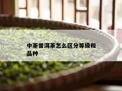 中茶普洱茶怎么区分等级和品种