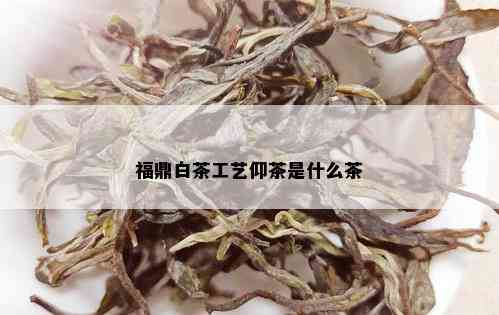 福鼎白茶工艺仰茶是什么茶