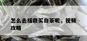 怎么去福鼎买白茶呢，视频攻略