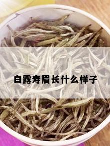 白露寿眉长什么样子