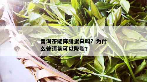 普洱茶能降脂蛋白吗？为什么普洱茶可以降脂？