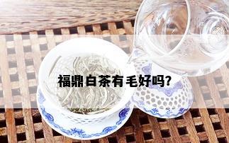 福鼎白茶有毛好吗？