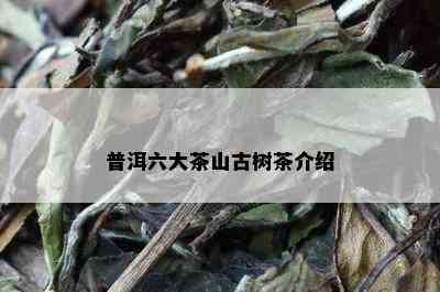 普洱六大茶山古树茶介绍