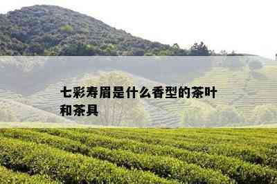 七彩寿眉是什么香型的茶叶和茶具