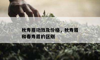 秋寿眉功效及价格，秋寿眉和春寿眉的区别