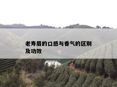 老寿眉的口感与香气的区别及功效